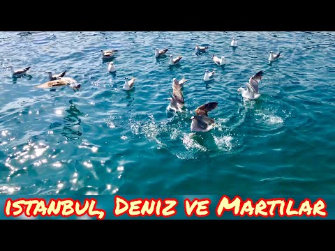 İstanbul, Martılar, Deniz ve Bir Parça Boğaz 🥰🥰🥰