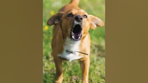 CLASS 4,ENGLISH,LESSON 5.SUB- IF I MET.