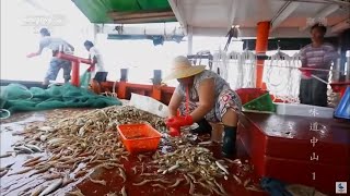大丰收！渔民台风天出海捕捞 收获满满一船的鱼虾《味道中山》第一集【CCTV纪录】