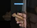 gonna candle some eggs 🥚🥚 #foryou #crestedgeckos #reptiles #reptilebreeding #trendingshorts #viral
