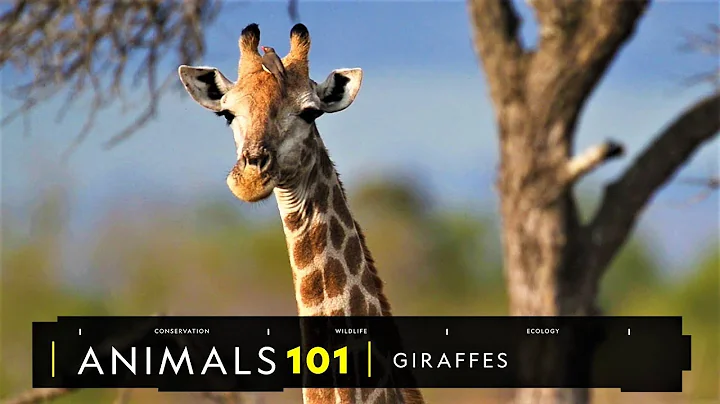 101動物教室：你所不知道的長頸鹿！《國家地理》雜誌 - 天天要聞