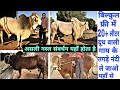 20+ दूध वाली गायों के नंदी फ्री मे मिलते हैं यहाँ👌 Top Desi Cow Breed,s Bull free available here 👍