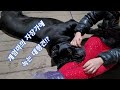 여집사의 자장가에 녹았다~ 화났다 어쩌라고??/대형견/cane corso/ 뿡뿡피지컬