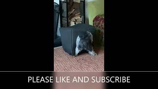 Cute SHIH TZU playing with her cube bed by DOGS BEING DOGS 66 views 5 months ago 1 minute, 26 seconds