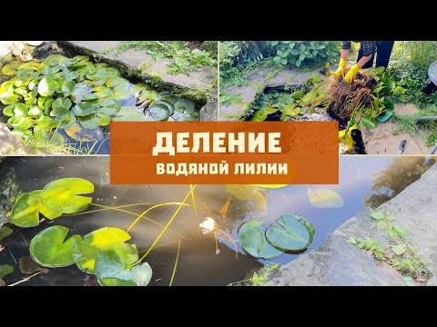 Деление нимфеи |