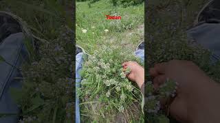 Goranboy rayonunun Todan kəndi