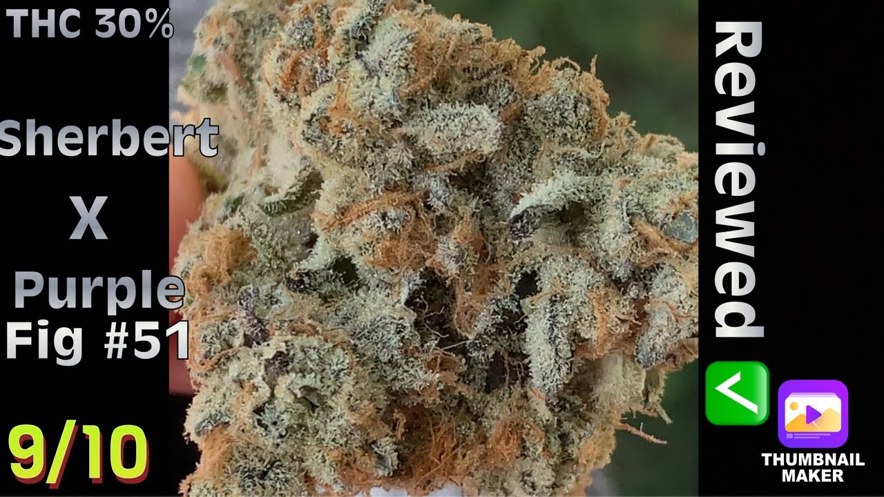 Strain Review: Sunrise (Fig Farms) #4