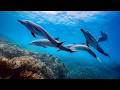 🐬 DOLPHINS Best and easiest place to dive with Dolphins ? EGYPT