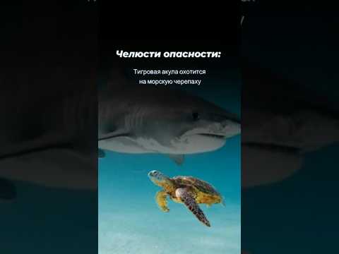 Тигровая Акула #челюсти #опасность #охота #акула #черепаха #животные #shark #интересное #shorts