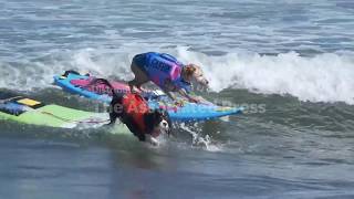 Surf's Pup! Making a splash at the Dog Surfing Championship