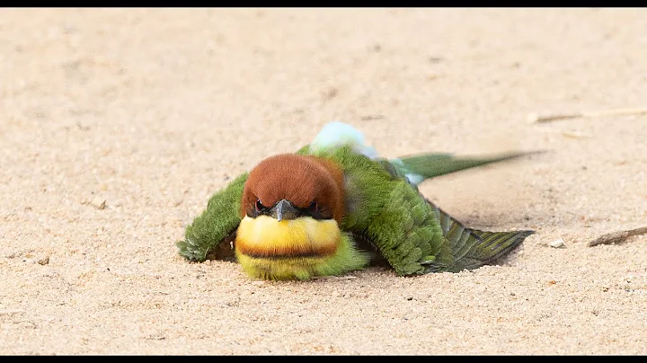 Chestnut Headed Bee Eaters Sandbathing in Yala National Park - DayDayNews