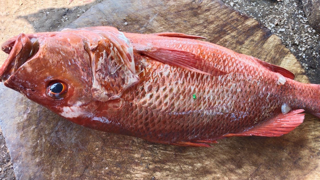Fish And Rari Raisnapper fish,Kari munchi paarai fish cutting video fishcuttingrs # ...