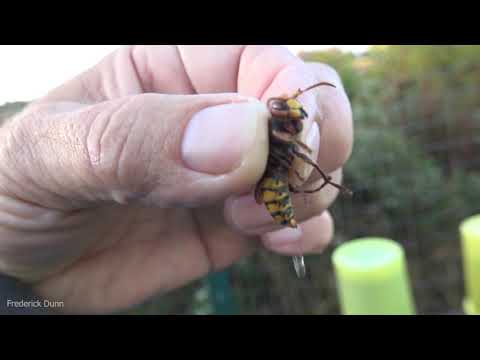 Can a European Hornet Sting IF you pick them up by the thorax? YES, they can also spray venom!