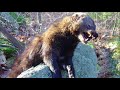 Interesting facts about fisher cat by weird square