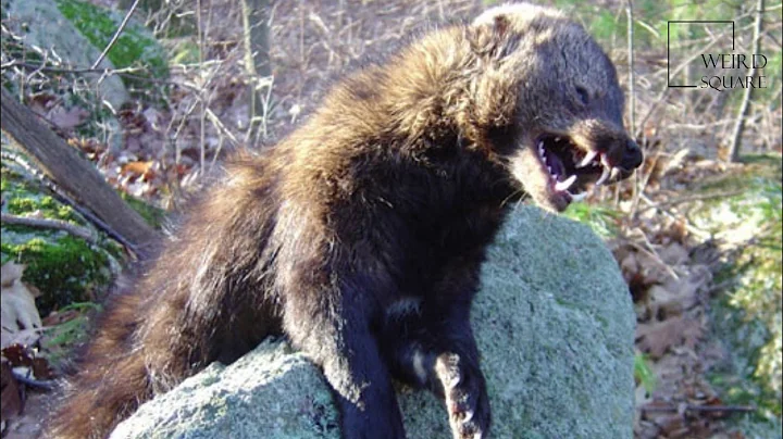 Interesting facts about fisher cat by weird square