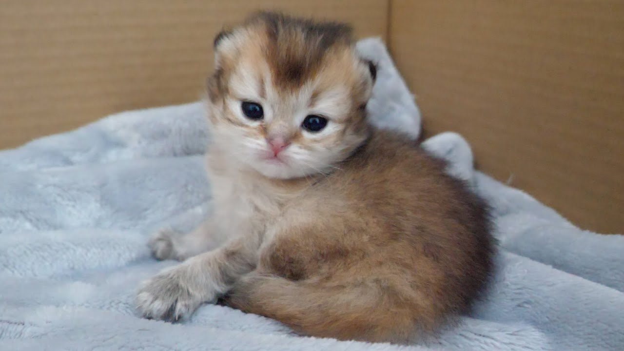 113 Babi Basa Li-Li Baby Kitten　ドレスとベレー帽 113 Babi Basa Li-Li Baby Kitten ドレスとベレー帽 Lili's baby