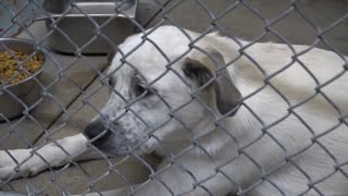 Spay and Neuter assistance program offered in St. Joseph