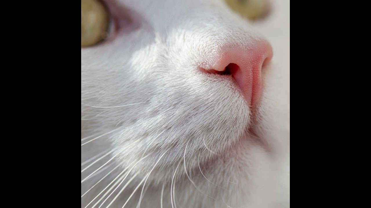 201太宰治「グッド・バイ」（朗読）