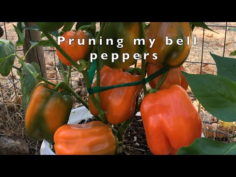 How to prune bell peppers for an amazing result | Paano magkaroon ng malalaking bunga ng bell pepper