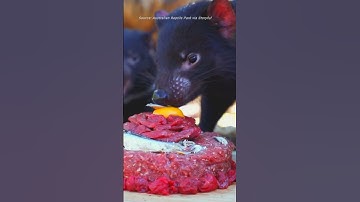 Tasmanian Devil Joeys Enjoy Birthday Treat