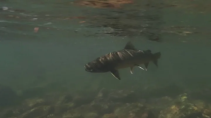 IDAHO BULL TROUT!!!!!! on the fly.
