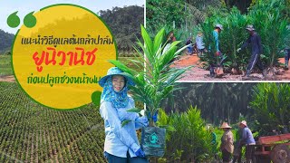[Eng Subs]  วิธีดูแลต้นกล้าปาล์มยูนิวานิช ก่อนปลูกช่วงฤดูฝน l UNIVANICHOILPALMSEEDS