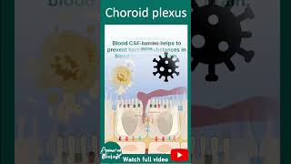 Choroid Plexus | 1 minute neuroscience
