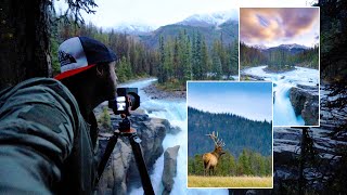 Waterfall and WILDLIFE Photography in Jasper