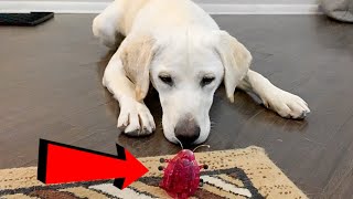 Labrador Puppy Reacts To GIANT BEETLE!!