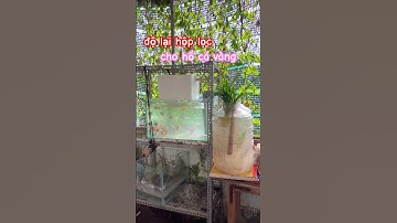 độ lại hộp lọc cho hồ nuôi cá ranchu calico tini #animals #cacanh #goldfish #pet #aquarium #baopet