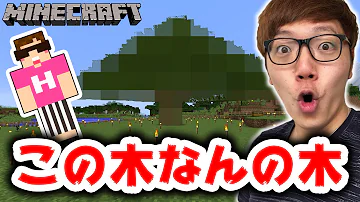 マイクラ巨大な木 Mp3 マイクラ巨大な木 Mp3