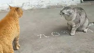 cat angry cat angry sound اcat angry facecat angry memecat angry gif cat angry picQcat angry emoji