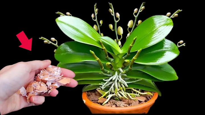 Few people know 1 eggshells helps orchids stay healthy and bloom all year round!