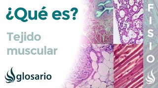 TEJIDO MUSCULAR | Qué es, componentes, clasificación, función y regeneración