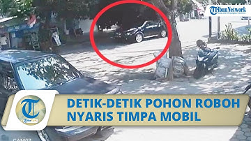 Video Detik-detik Pohon Tumbang di Pinggir Jalan, Nyaris Timpa Sebuah Mobil yang Lewat