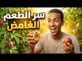 فاكهة الباشن فروتPassion Fruit 