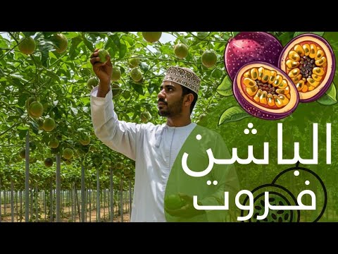 فاكهة الباشن فروت