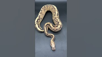 Super Vanilla Trick Ball Python #shorts #shortsfeed #shortvideo #reels #fyp #fypシ