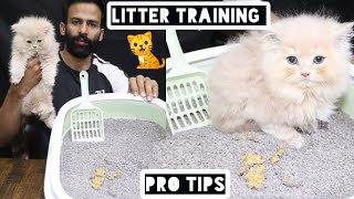 How to Train a Cat to use litter box  2021 Cat Toilet Training  Hindi/Urdu   @Faisalabadpets