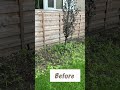 *Weed Removal Before and After* Subscribe #fyp #lawncare #weeding