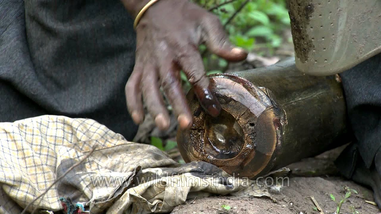 Applying pesticide on bamboo used to build a tree house, to protect it