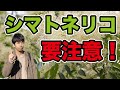 【人気の植木】シマトネリコの特徴と育て方