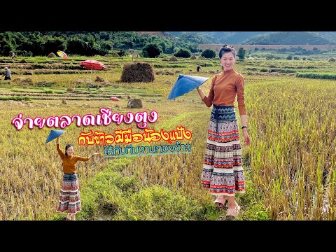 จ่ายตลาดเชียงตุงกับข้าวฝีมือน้องแป้งให้กับทีมงานดองข้าวในนา