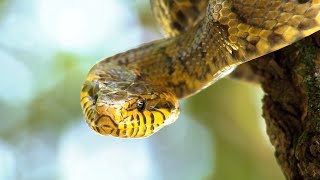 Змеи. Тайны Самых Смертоносных Созданий На Земле (Документальный Фильм)