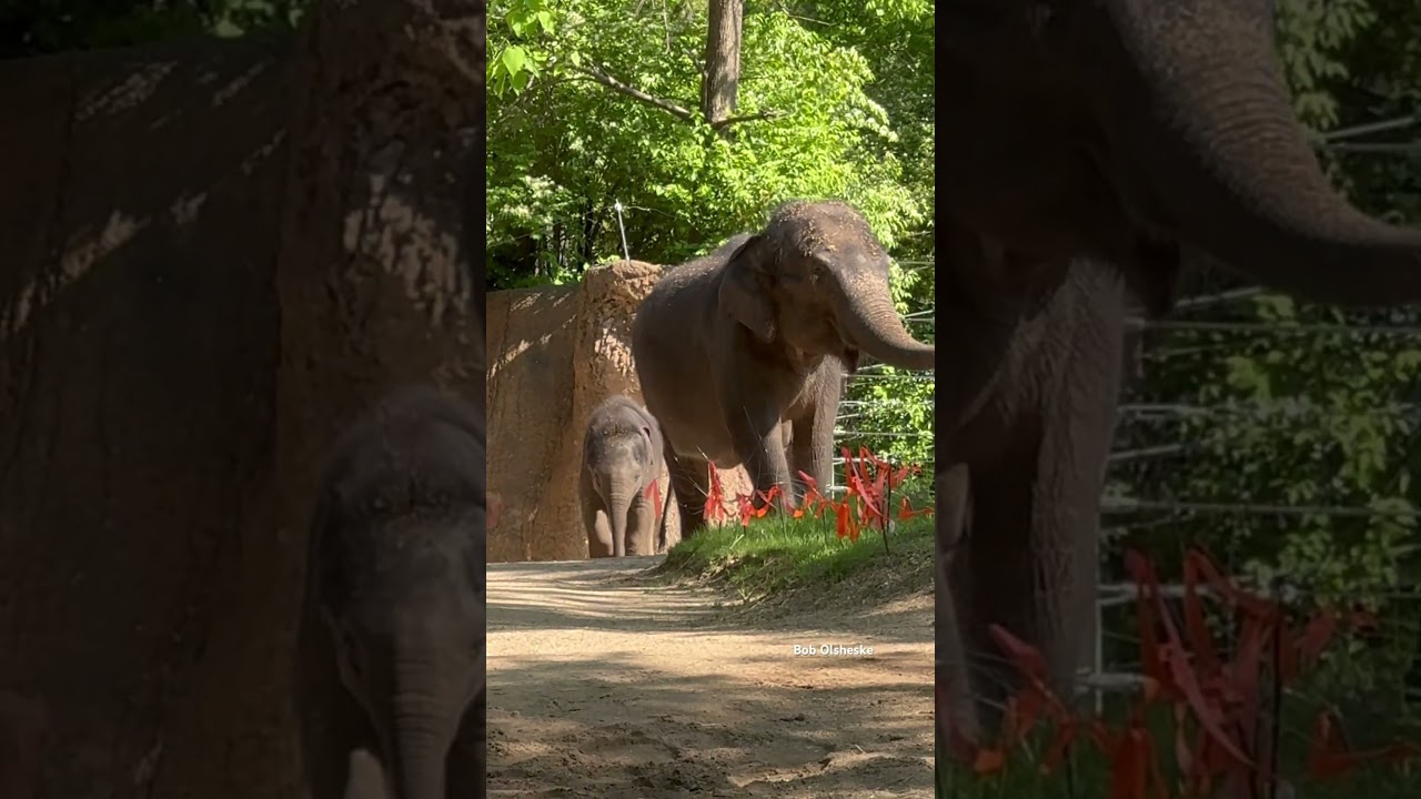 Baby Jet 5 month old Asian elephant, Mama Jade and Aunt Sri 042825 