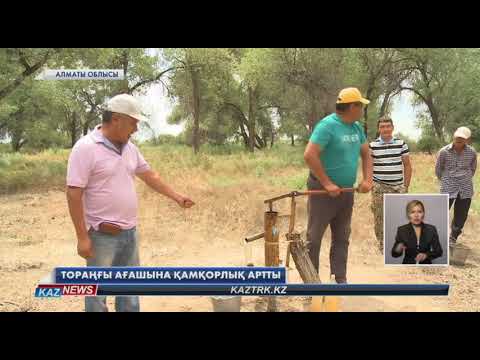 Бейне: Ламинатталған шпон ағашын өндіру: үйде өзіңіз жасаңыз, тақтай мен ағаштан ағаш дайындау технологиясы. Қалай желімдеу керек? Жабдық