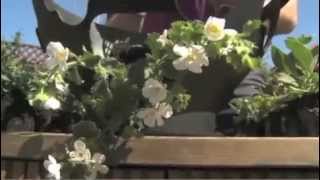 Premier Pottery Products with Plantopia