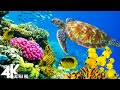 11 HOURS of 4K Underwater Wonders + Relaxing Music - Coral Reefs & Colorful Sea Life in UHD