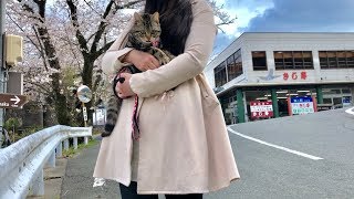満開の桜に酔いしれて最高に美しいお花見を満喫する猫