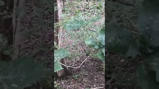 Bobcat Came Looking For A Meal After Doing A Doe Bleat.